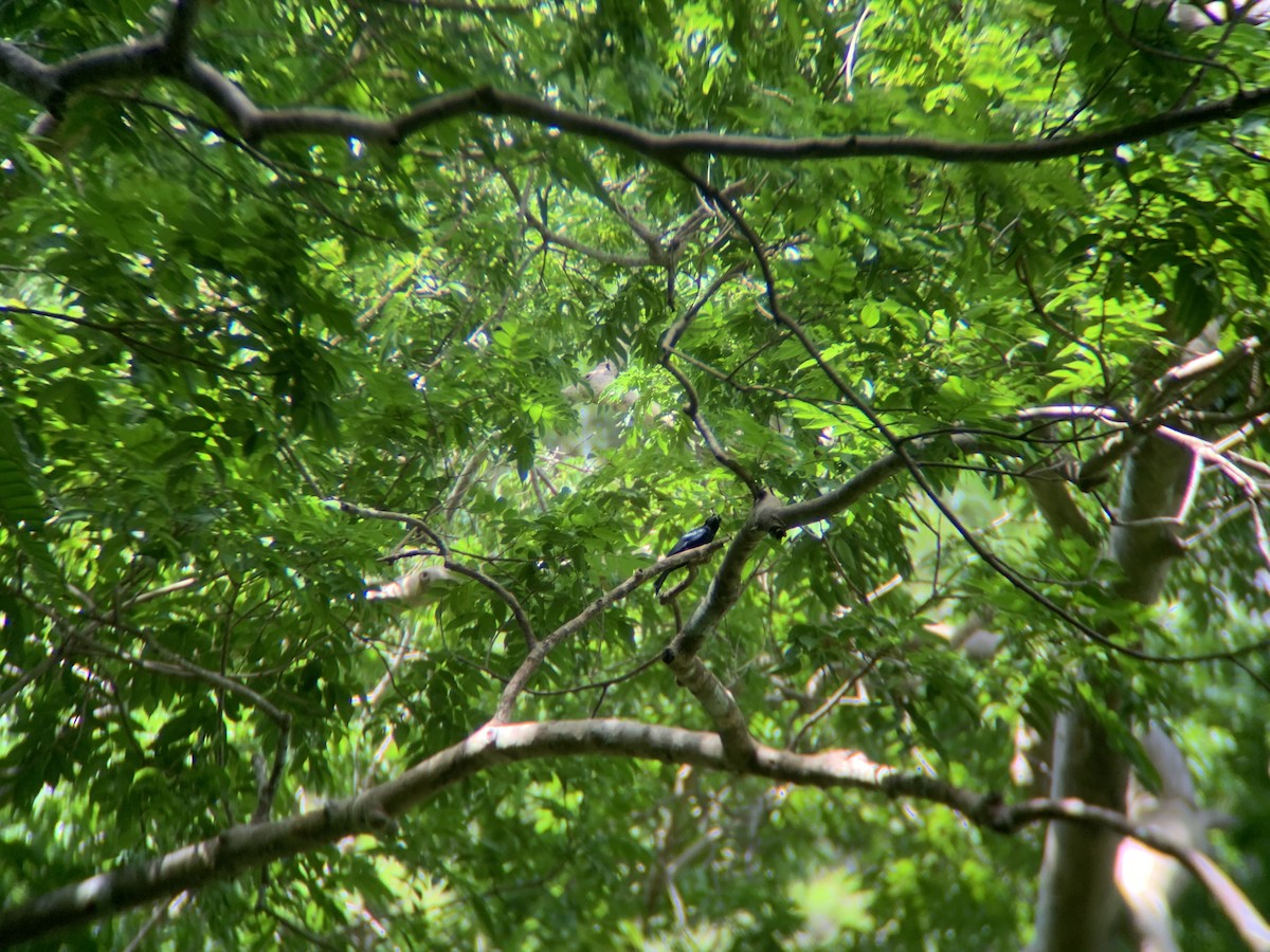 Palawan Drongo - ML620771863