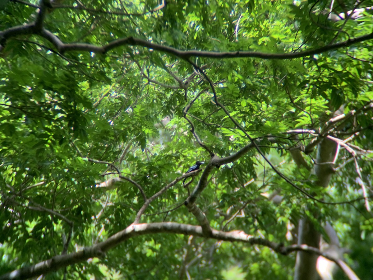 Palawan Drongo - ML620771864