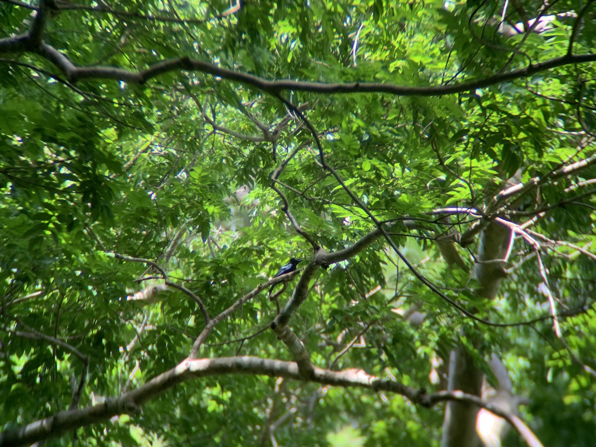 Palawan Drongo - GIAN MANUEL LOPEZ