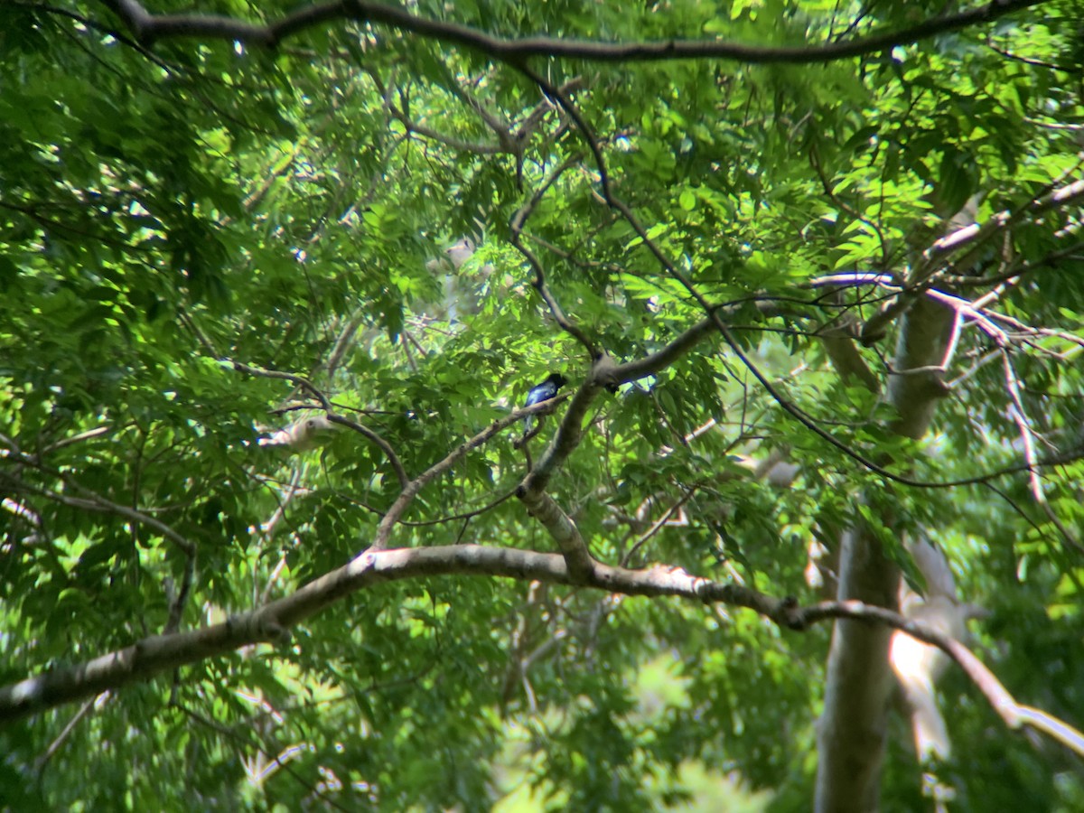 Palawan Drongo - ML620771866