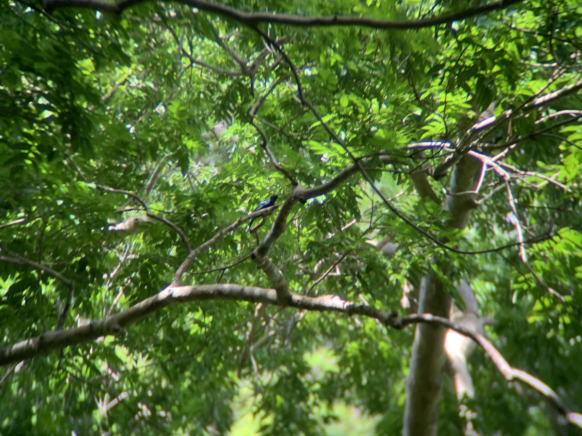 Palawan Drongo - GIAN MANUEL LOPEZ