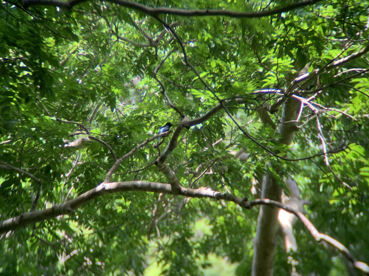 Palawan Drongo - ML620771868