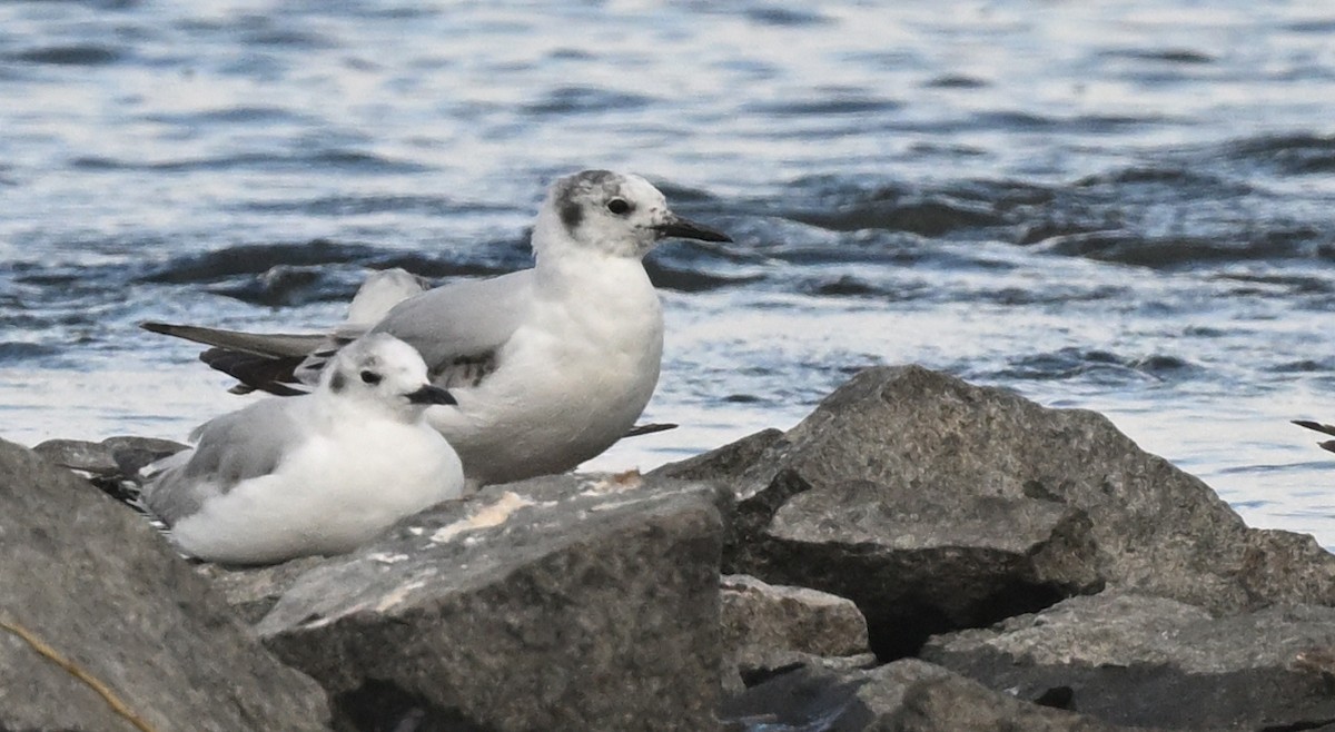 Bonaparte's Gull - ML620771869