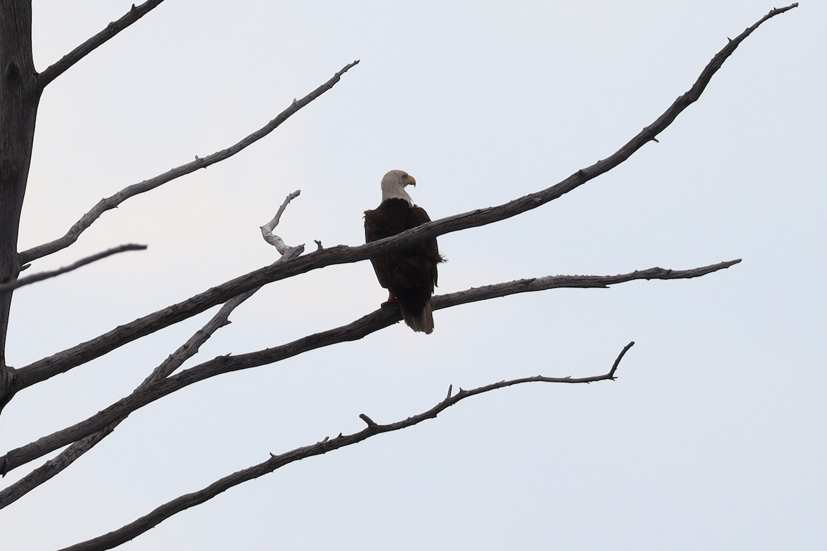 Bald Eagle - ML620771871