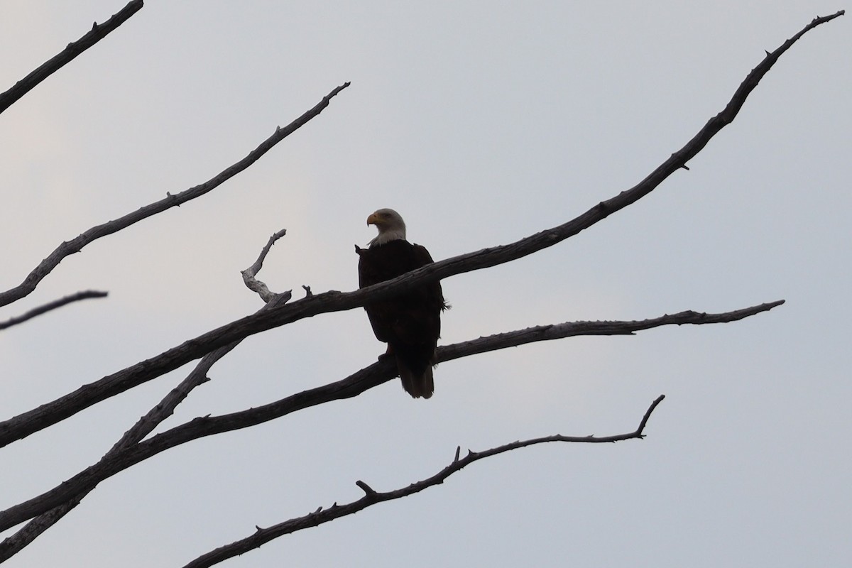 Bald Eagle - ML620771872