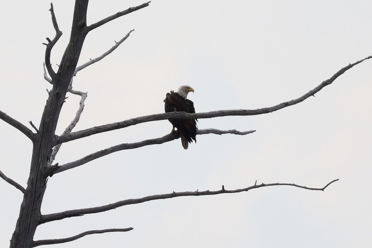 Bald Eagle - ML620771873