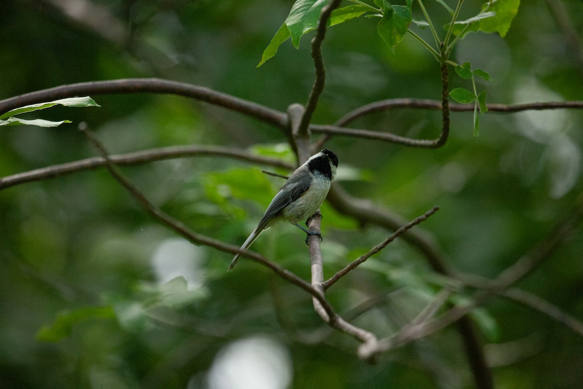 Black-capped Chickadee - ML620771875