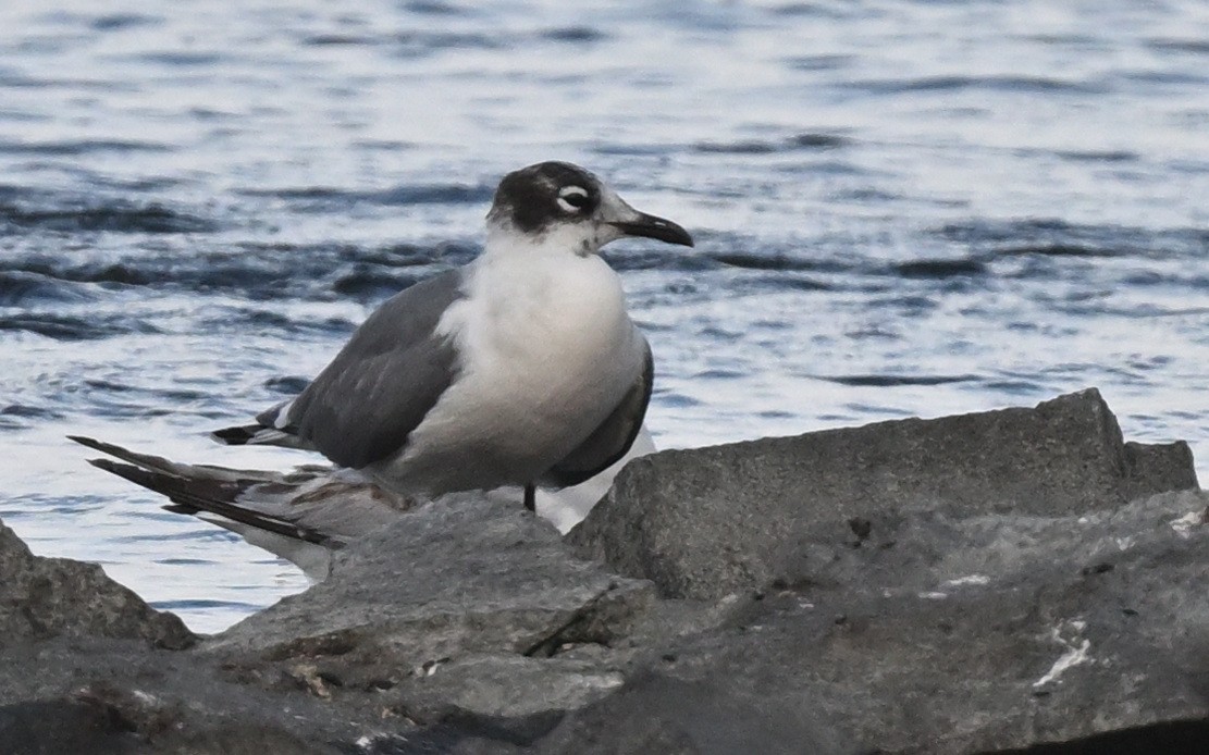 Franklin's Gull - ML620771876