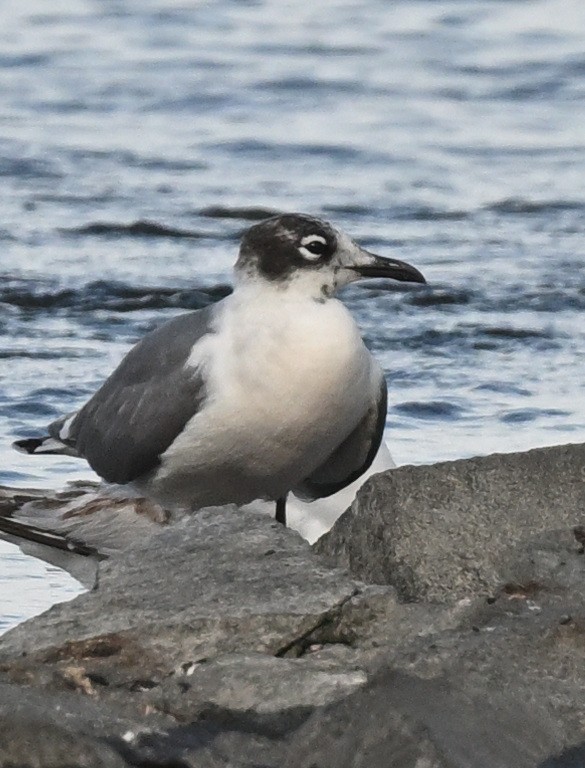 Franklin's Gull - ML620771877