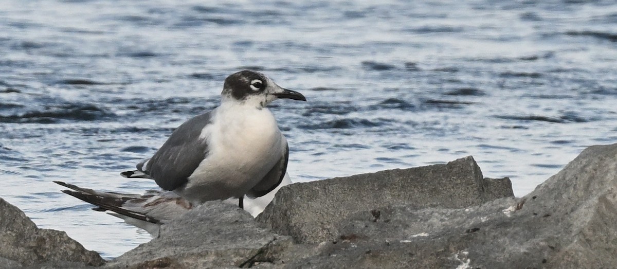 Franklin's Gull - ML620771878