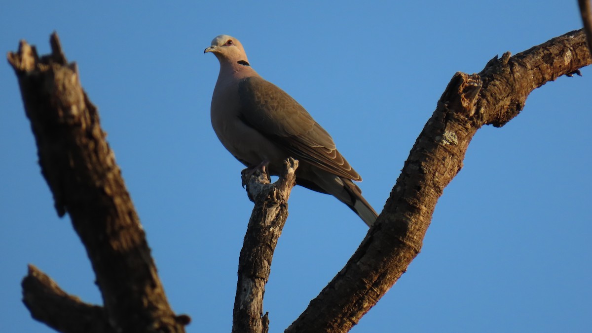 Red-eyed Dove - ML620771879