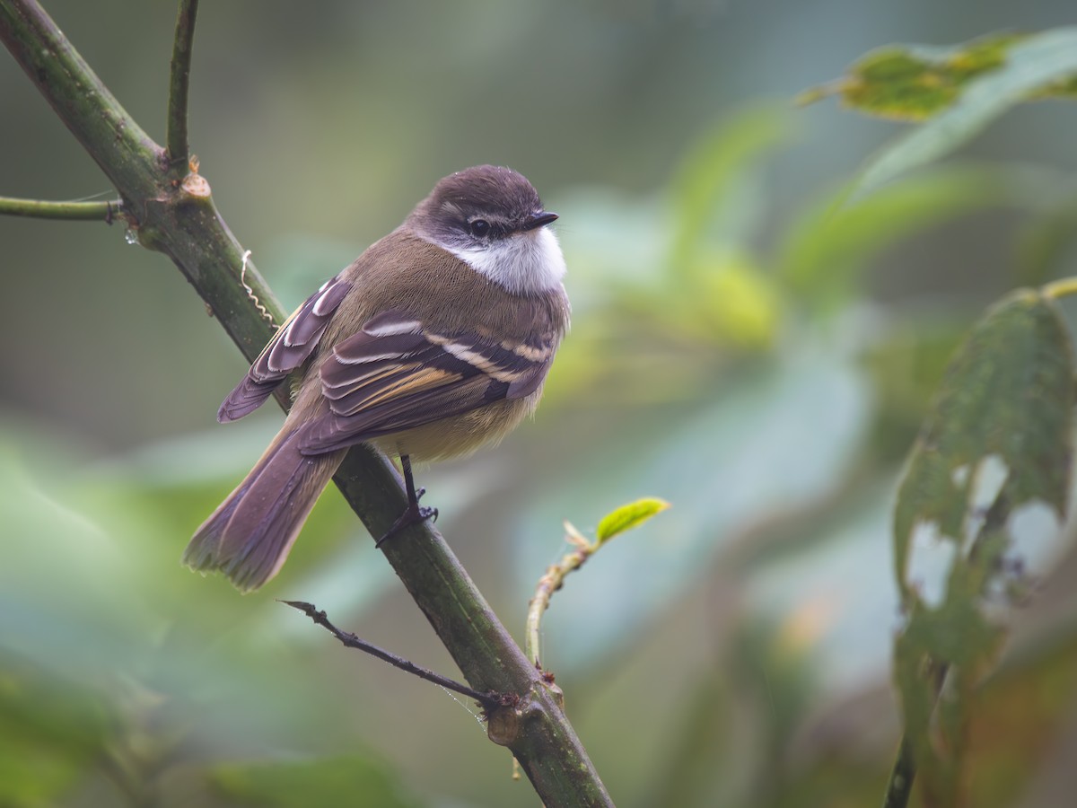 White-throated Tyrannulet - ML620771880