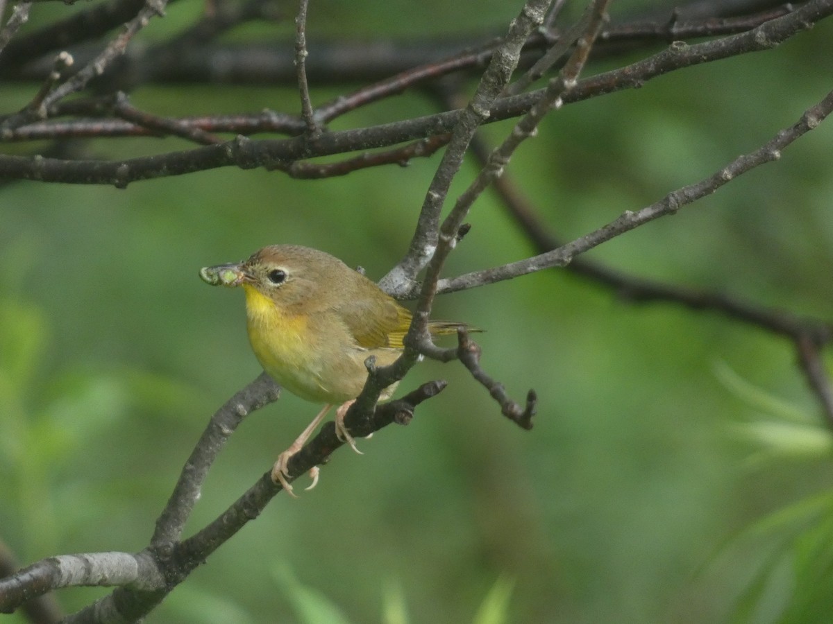 Common Yellowthroat - ML620771883