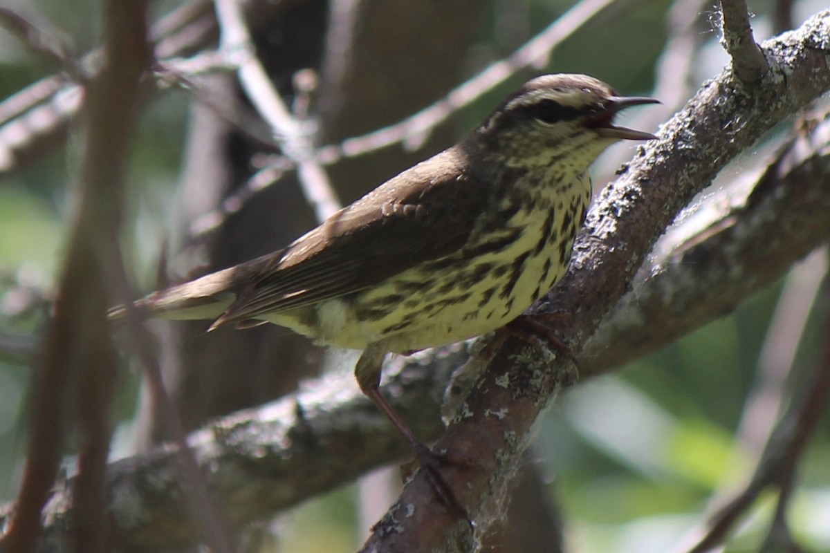 Northern Waterthrush - ML620771891