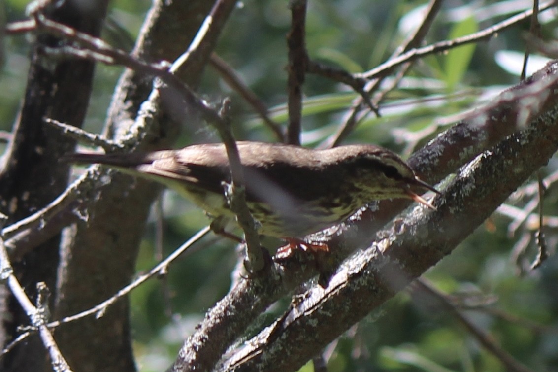 Northern Waterthrush - ML620771892