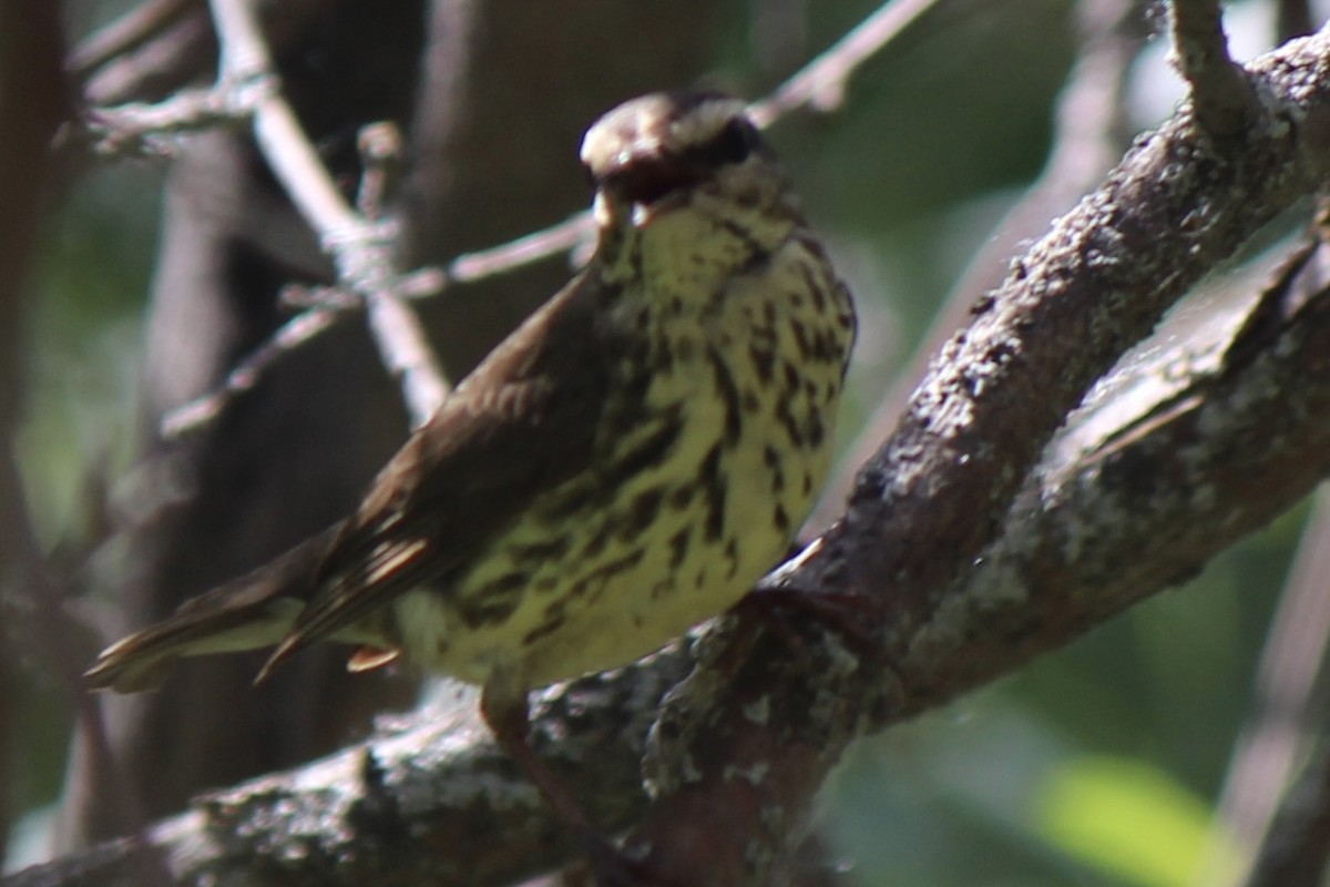 Northern Waterthrush - ML620771893