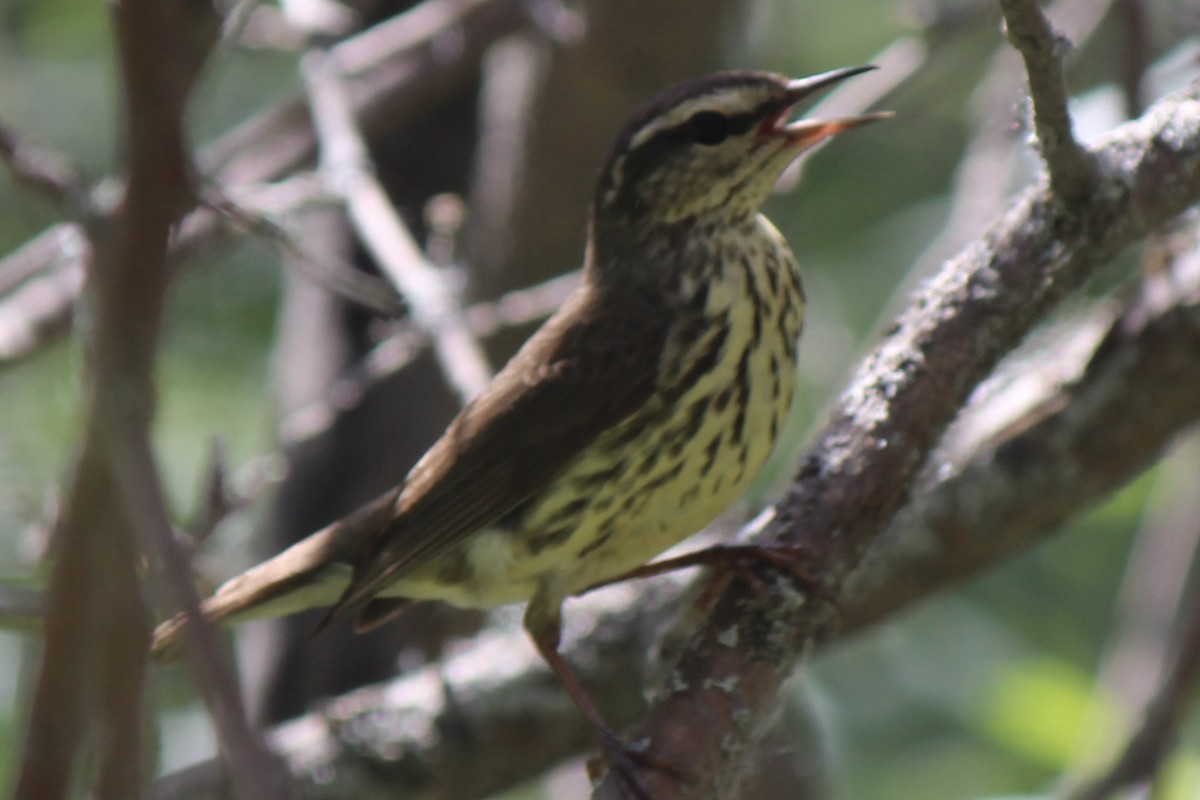 Northern Waterthrush - ML620771894