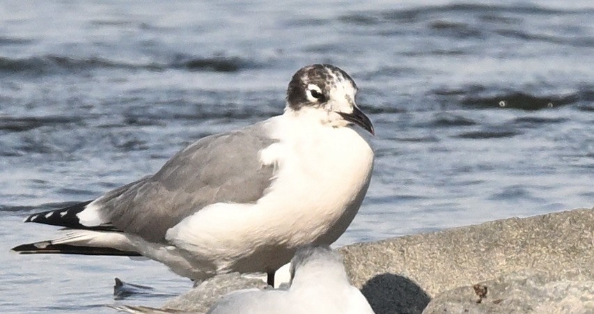 Franklin's Gull - ML620771895