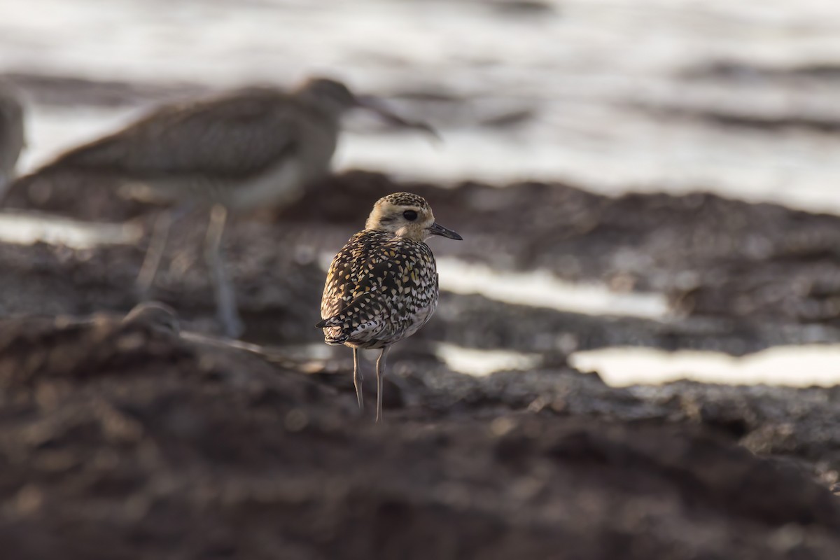 Pacific Golden-Plover - ML620771898