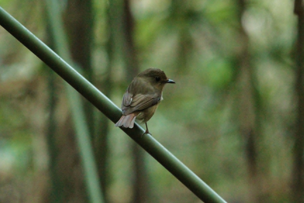 Fulvous-chested Jungle Flycatcher - ML620771899