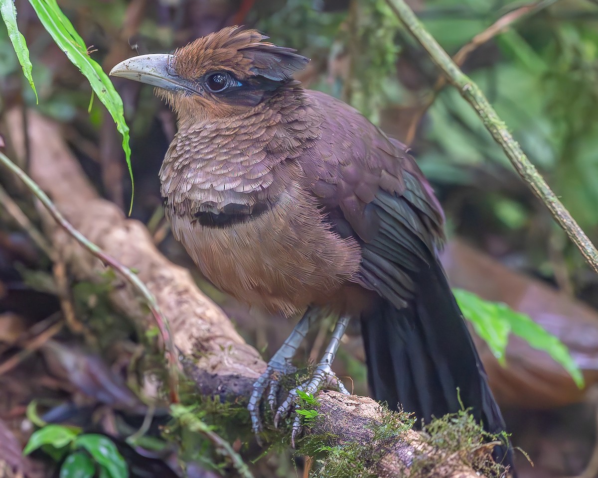 Rufous-vented Ground-Cuckoo - Ricardo Rojas Arguedas