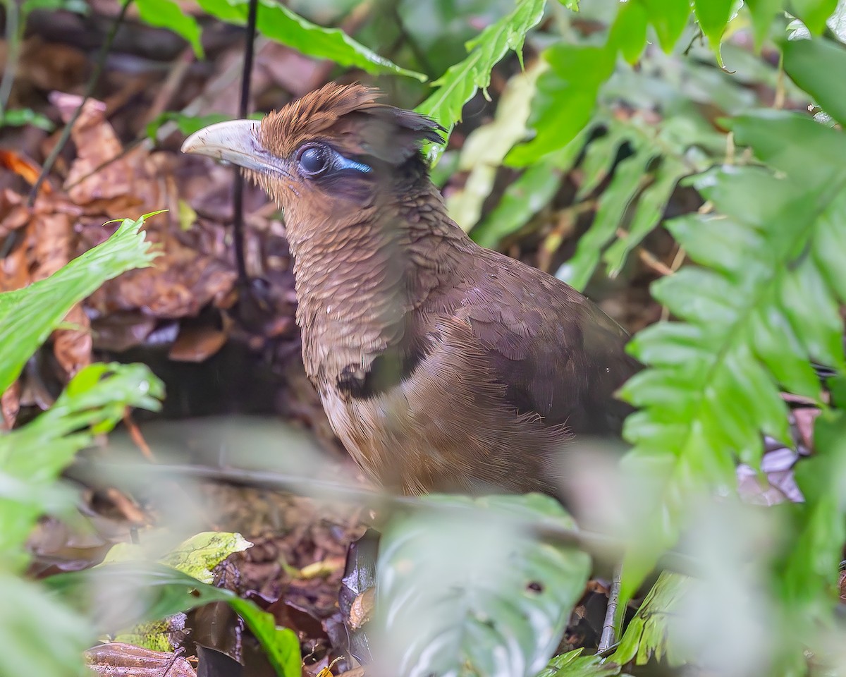 Rufous-vented Ground-Cuckoo - ML620771911