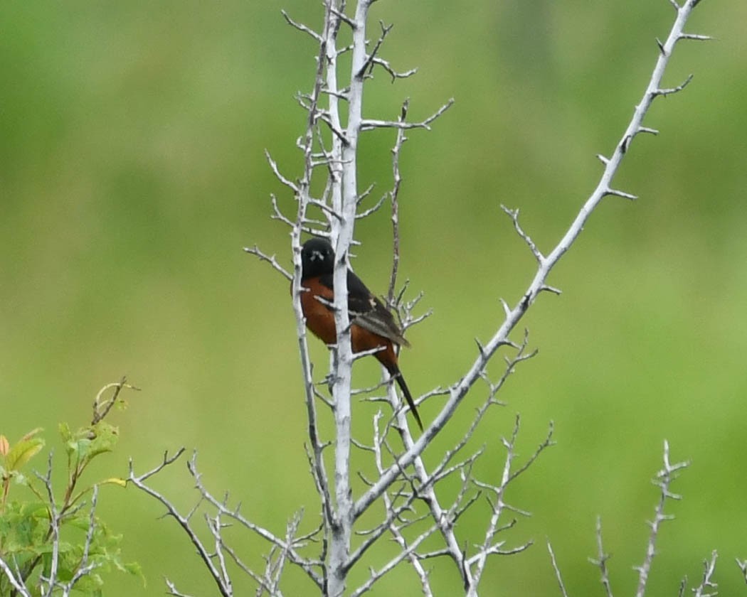 Orchard Oriole - ML620771918