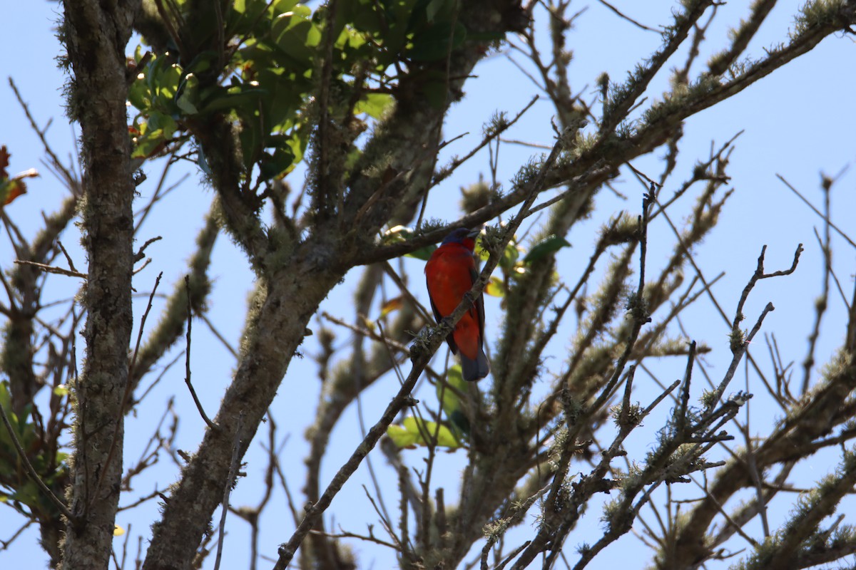 Painted Bunting - ML620771921