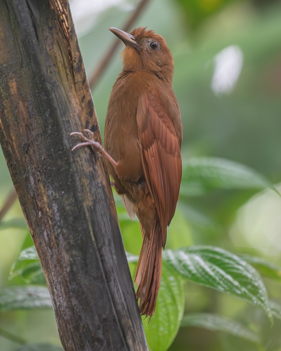 Ruddy Woodcreeper - ML620771930