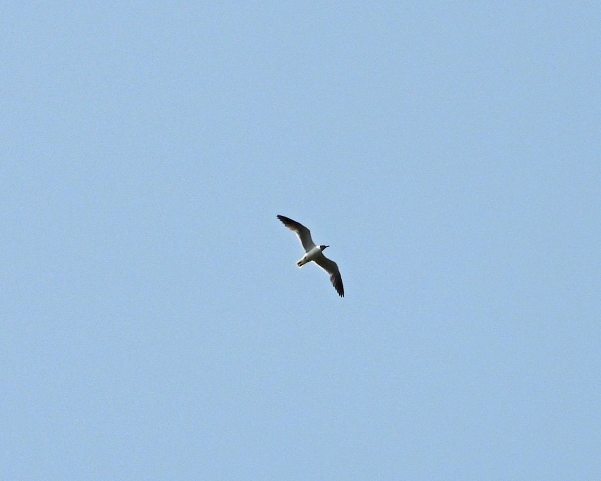 Laughing Gull - ML620771931