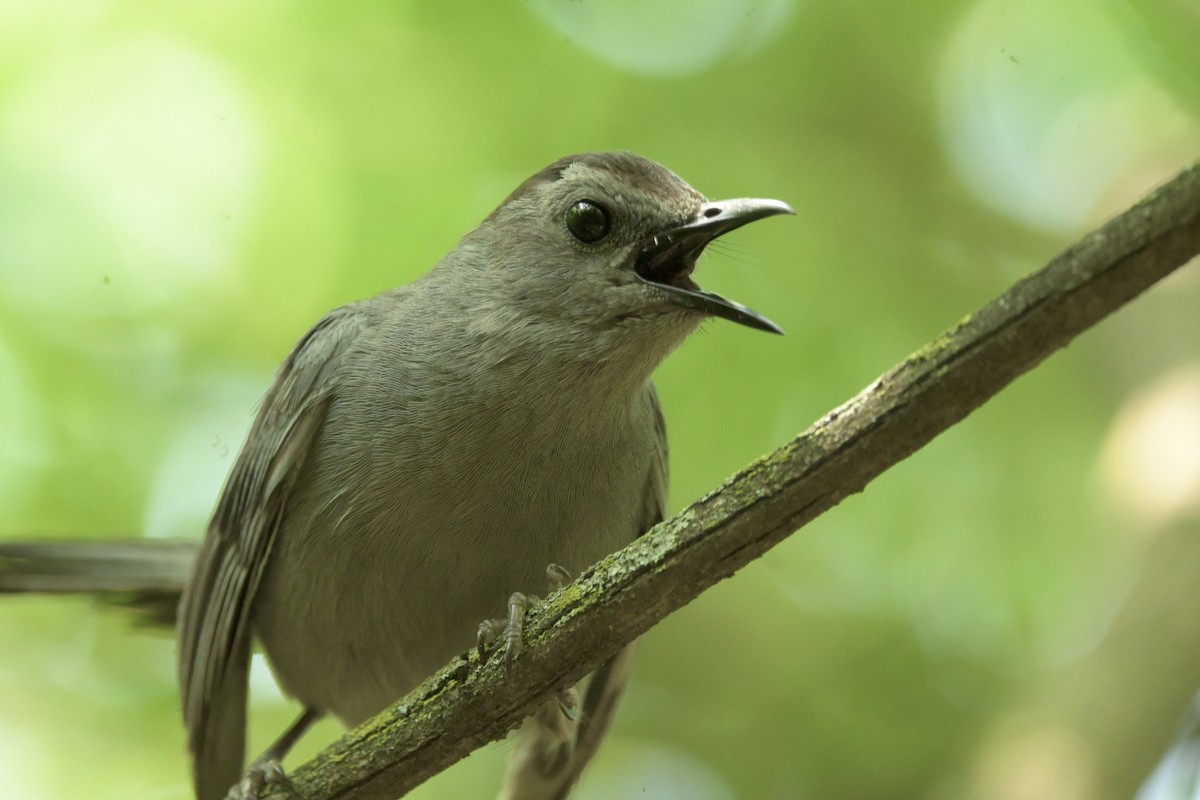 Gray Catbird - ML620771934