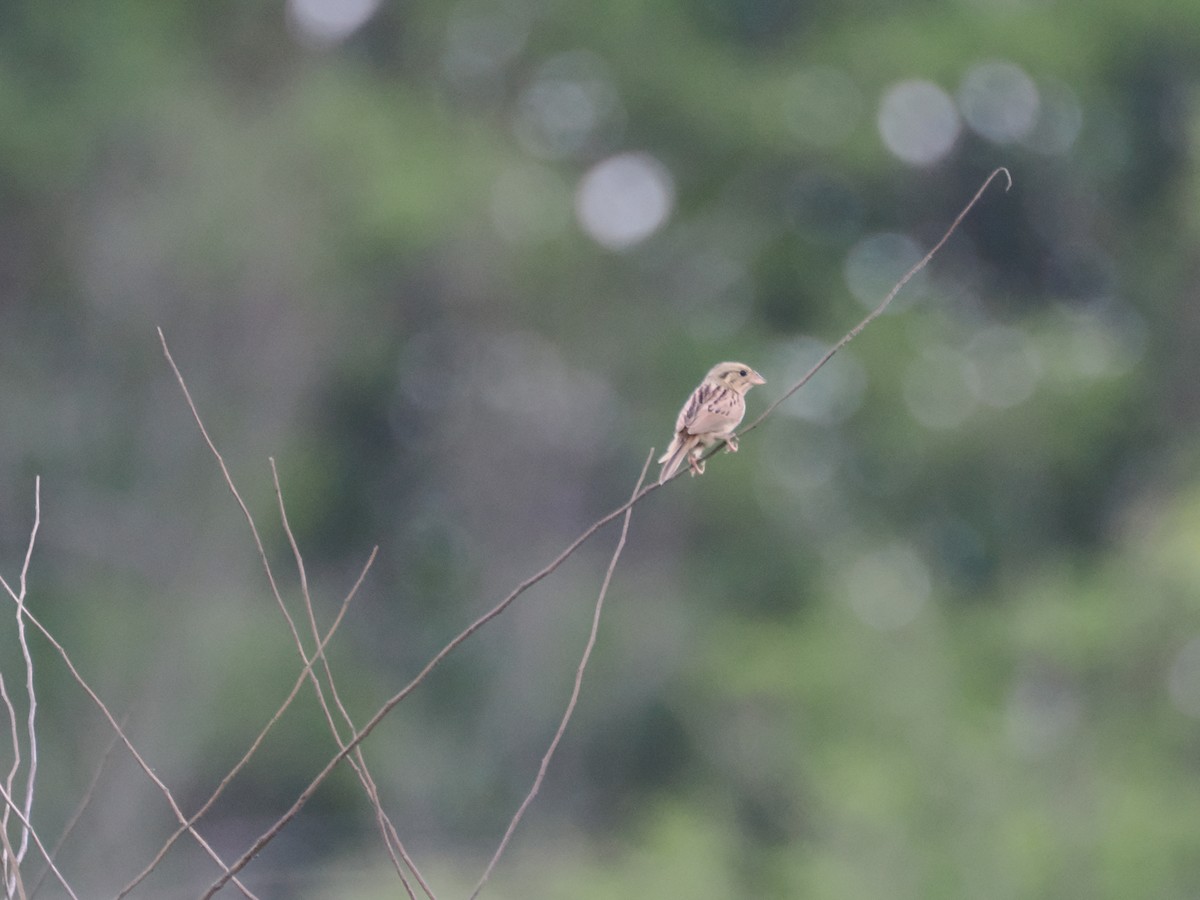 Henslow's Sparrow - ML620771937