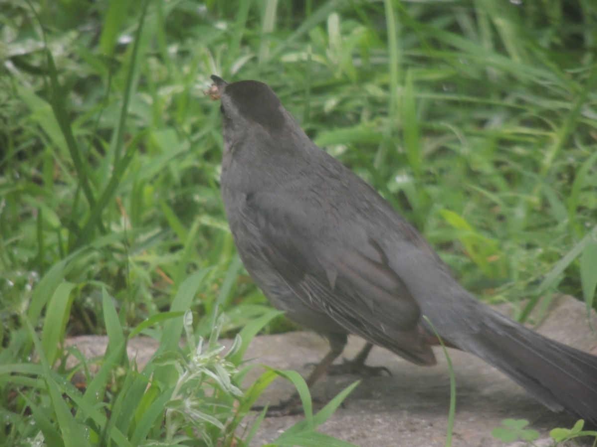 Pájaro Gato Gris - ML620771938