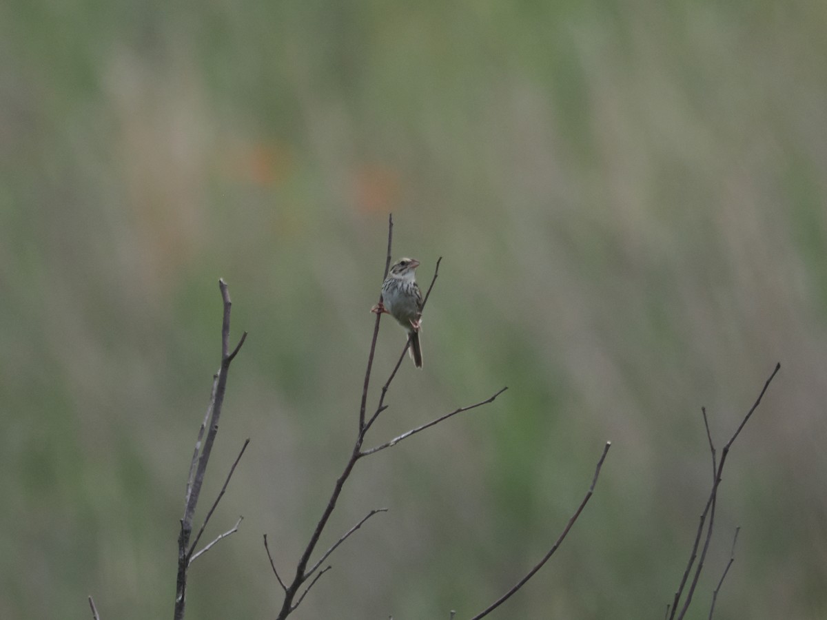 Henslow's Sparrow - ML620771939