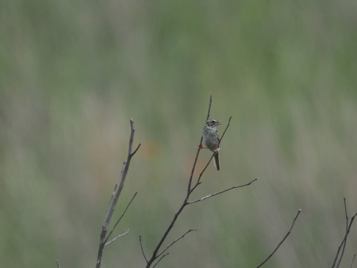 Henslow's Sparrow - ML620771940