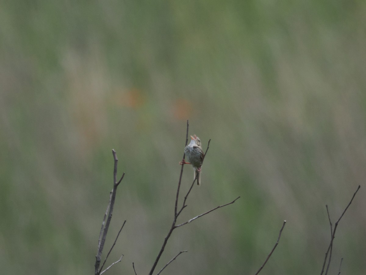 Henslow's Sparrow - ML620771942