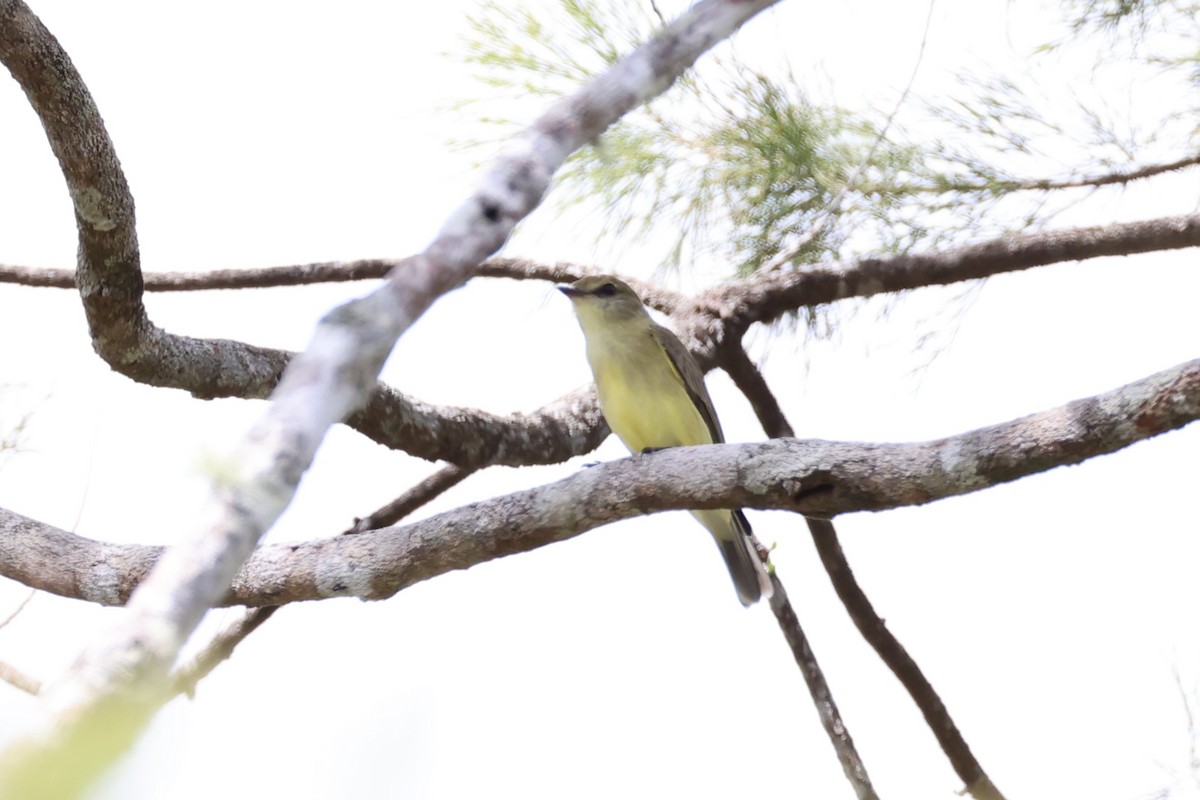 Lemon-bellied Flyrobin - ML620771945