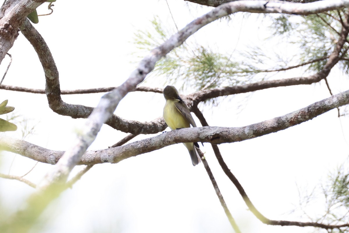 Lemon-bellied Flyrobin - ML620771946