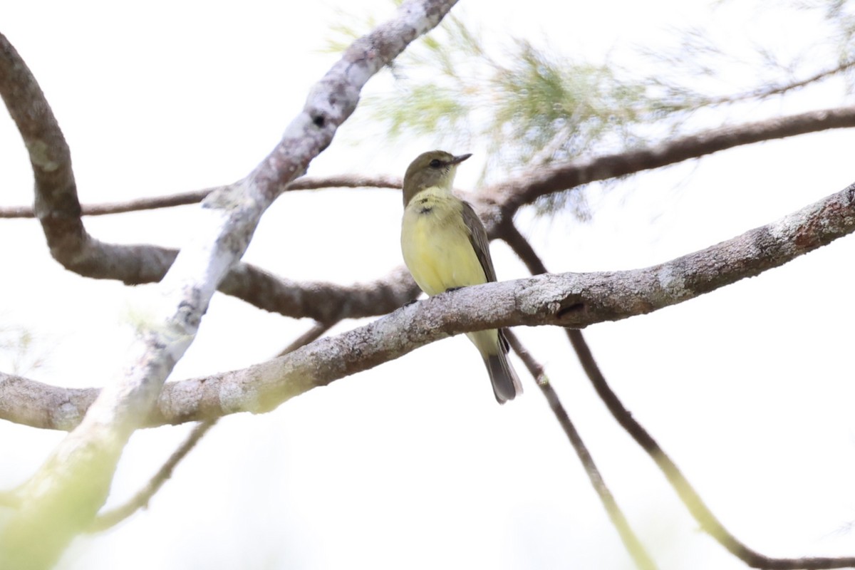 Lemon-bellied Flyrobin - ML620771947