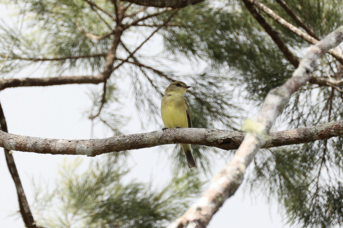 Lemon-bellied Flyrobin - ML620771948