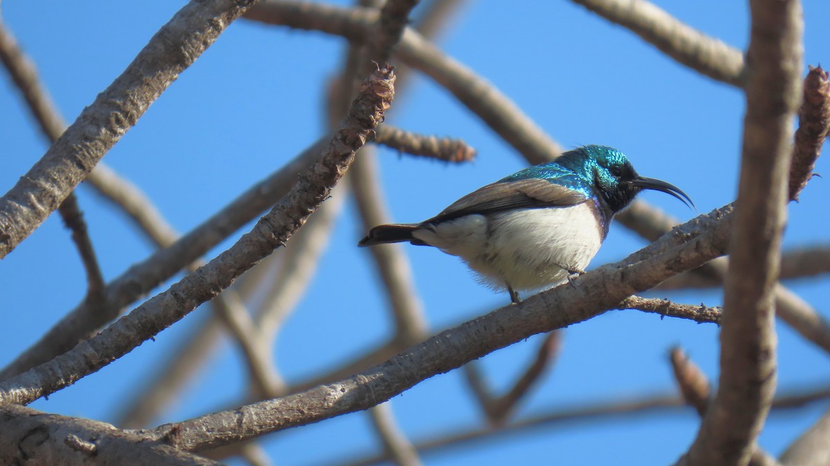 White-breasted Sunbird - ML620771950