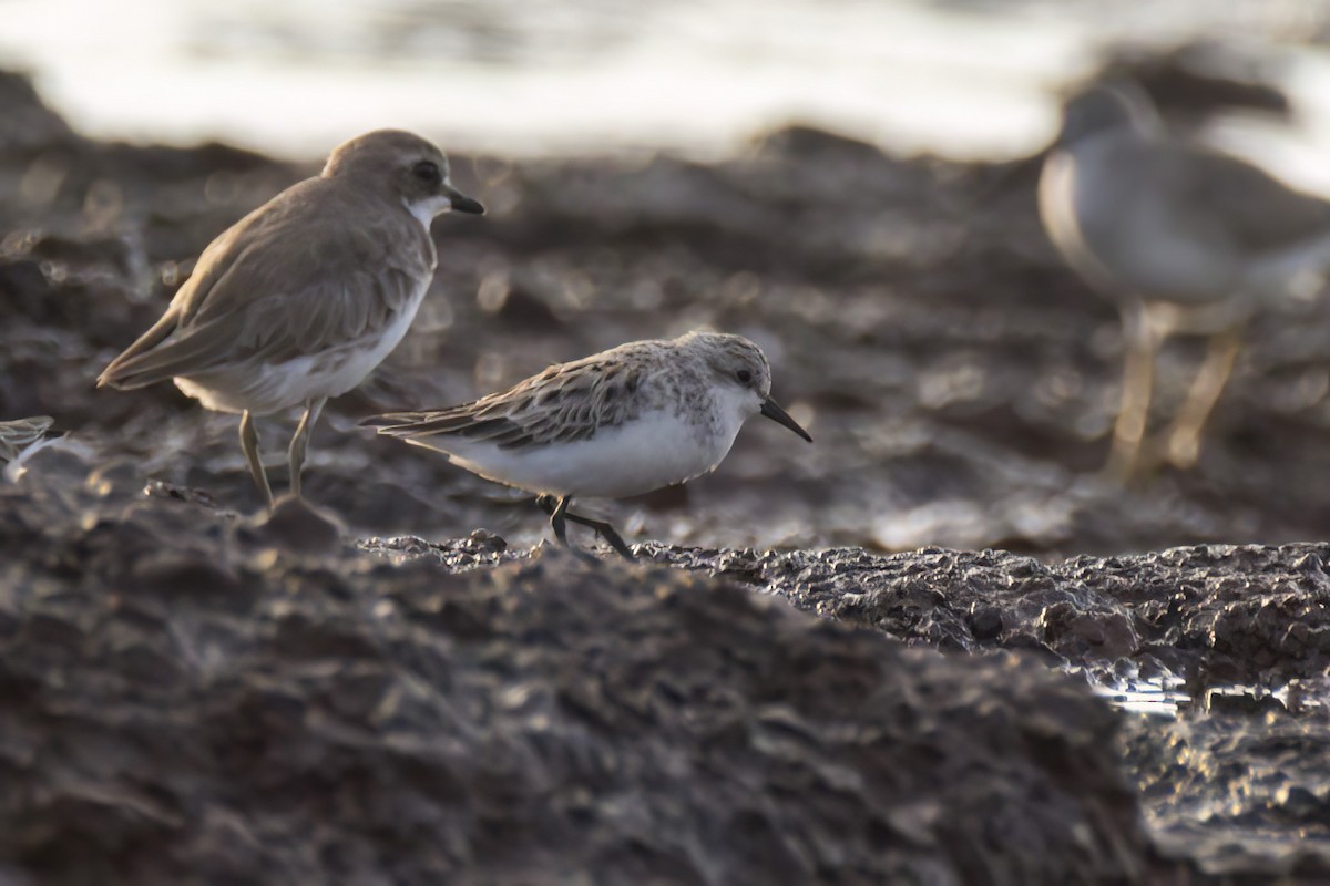 Red-necked Stint - ML620771951