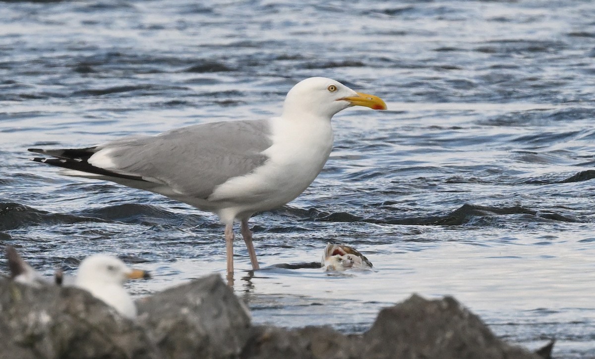 Herring Gull - ML620771952