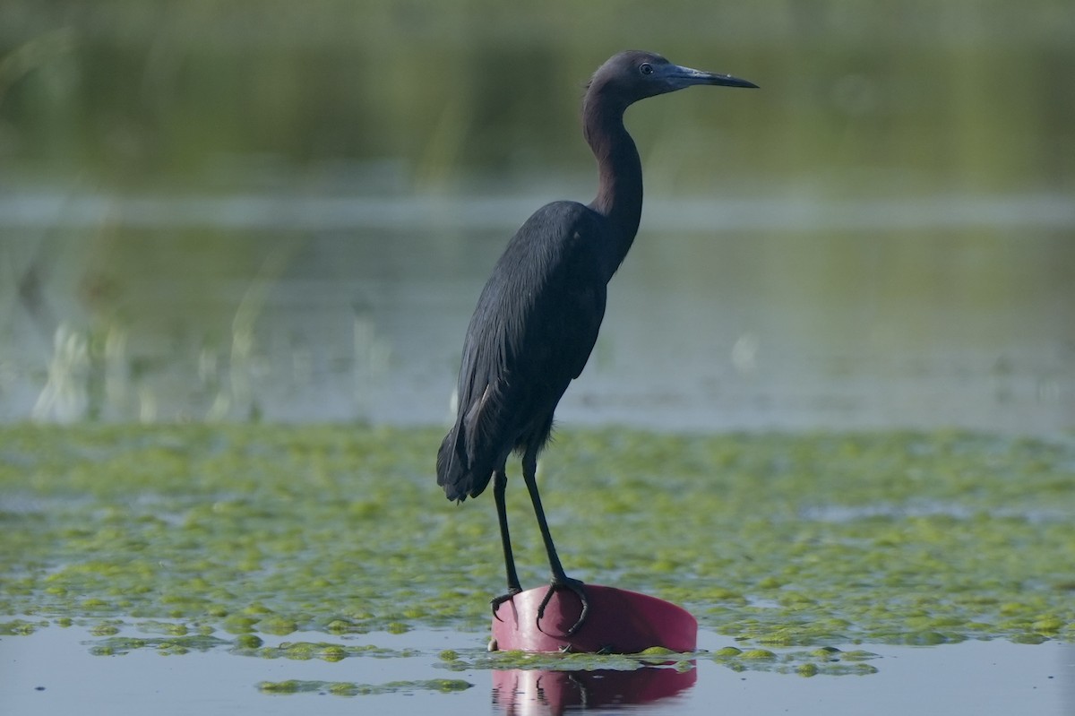 Little Blue Heron - ML620771954