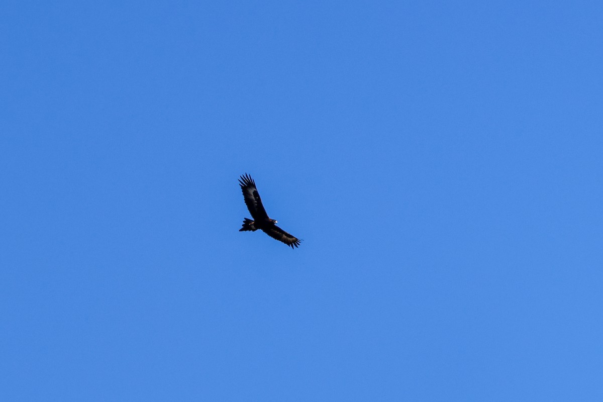 Wedge-tailed Eagle - ML620771958