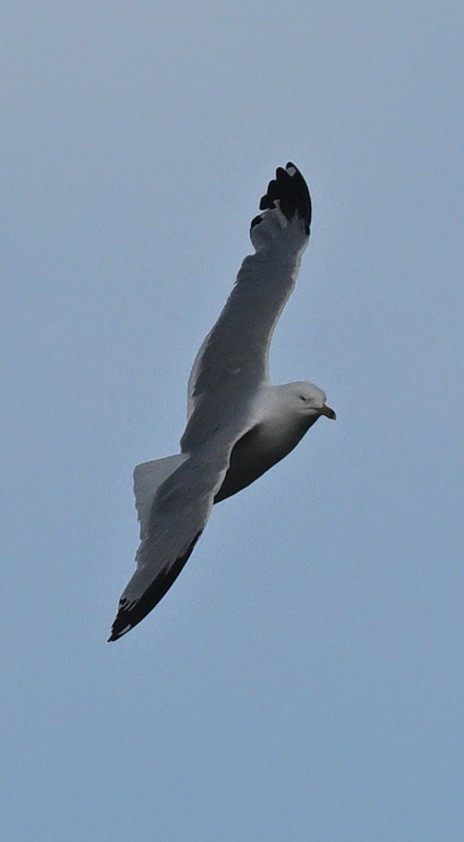 Great Black-backed Gull - ML620771959