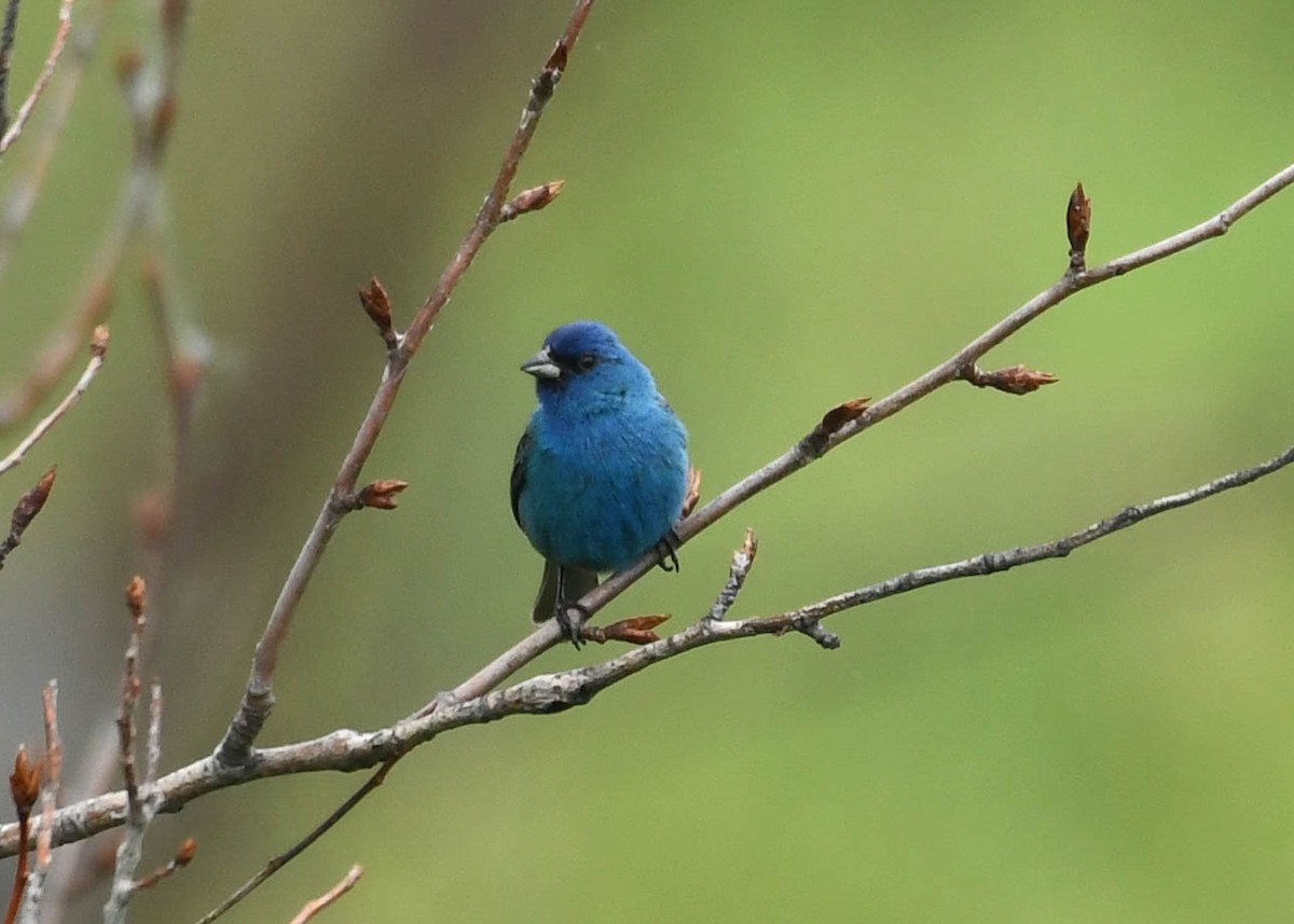 Indigo Bunting - ML620771960