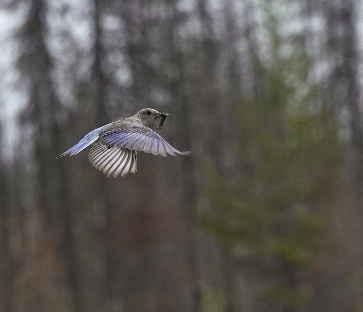 Mountain Bluebird - ML620771961