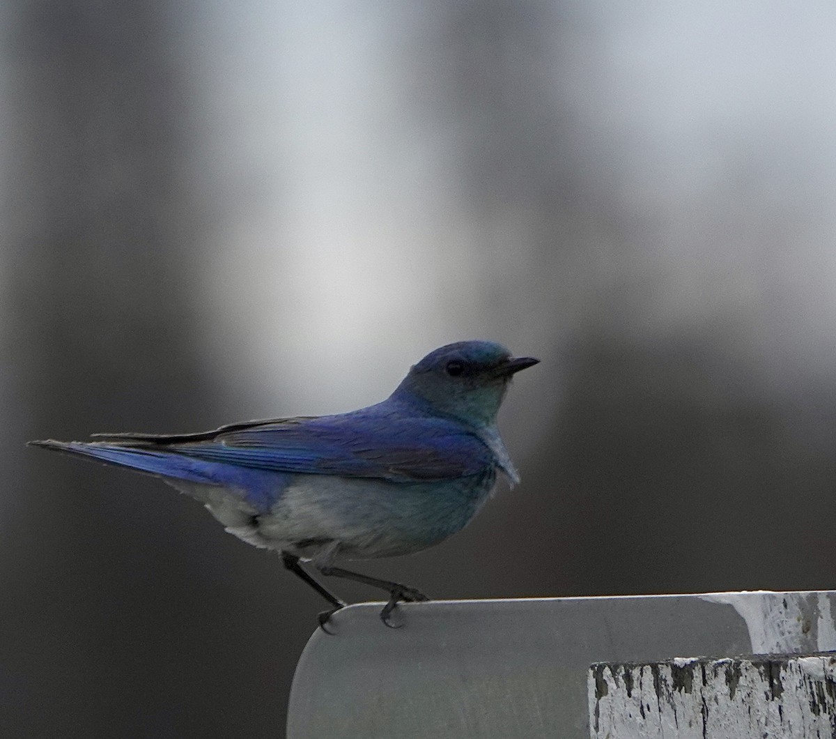 Mountain Bluebird - ML620771962