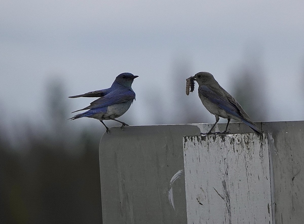 Mountain Bluebird - ML620771963